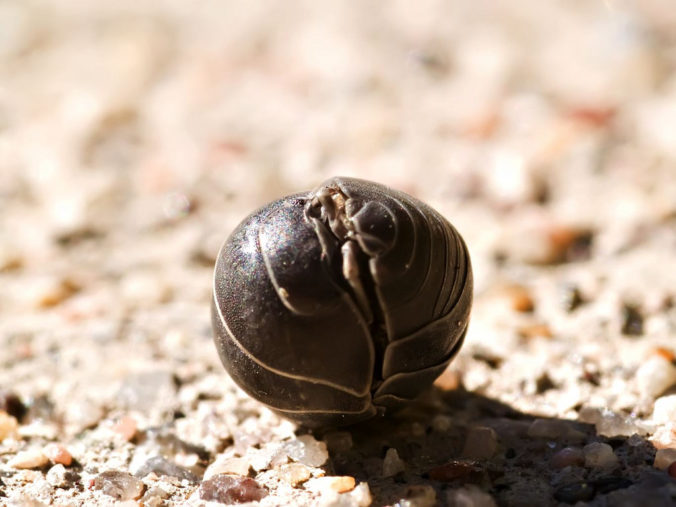 6 Facts About Pill Bugs or Roly Polies - Jake's Nature Blog