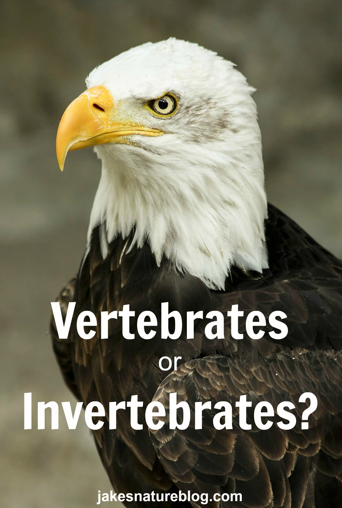 vertebrates-or-invertebrates-two-main-kinds-of-animals-jake-s