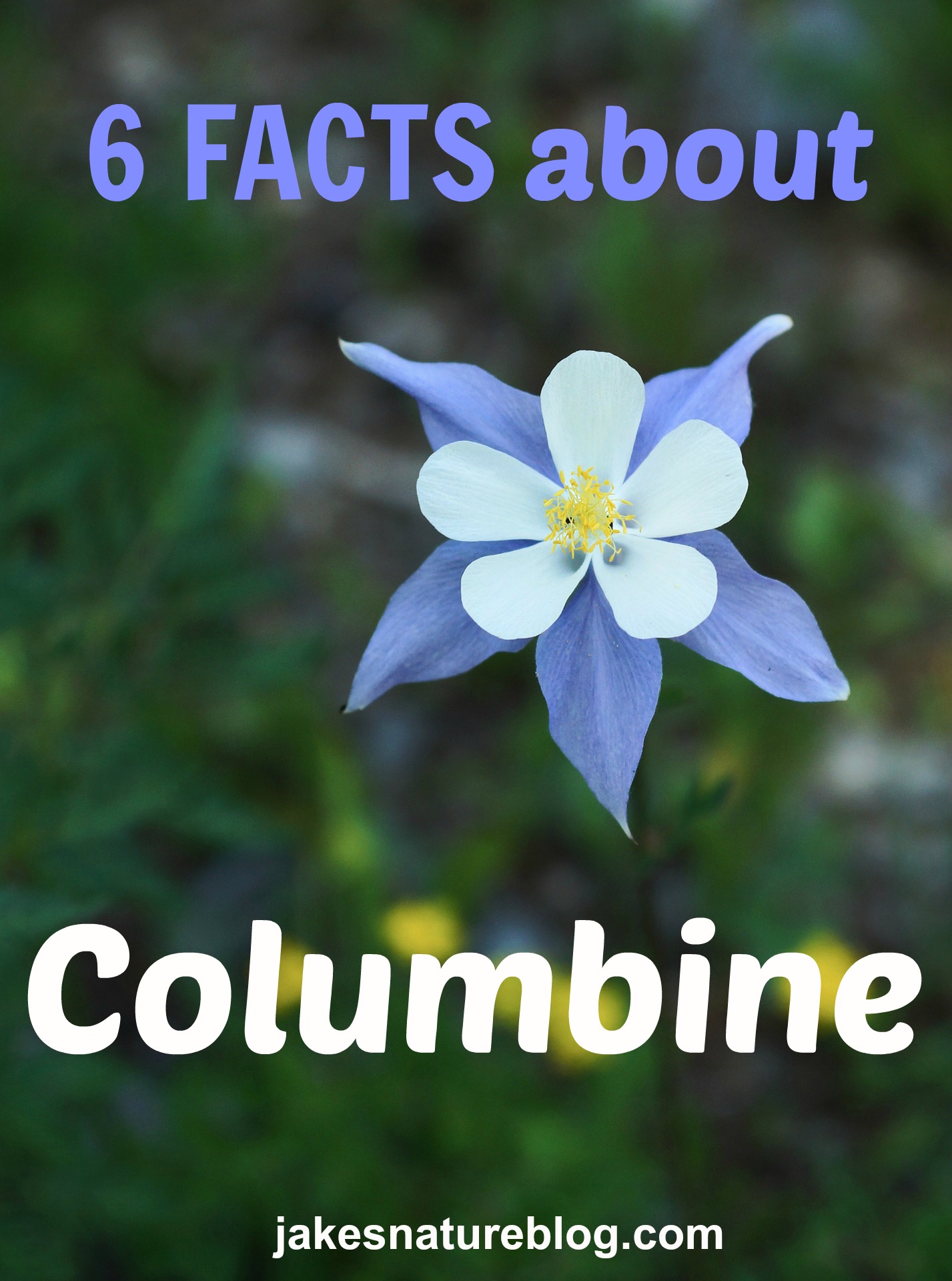 Colorado Blue Columbine is the state flower of Colorado