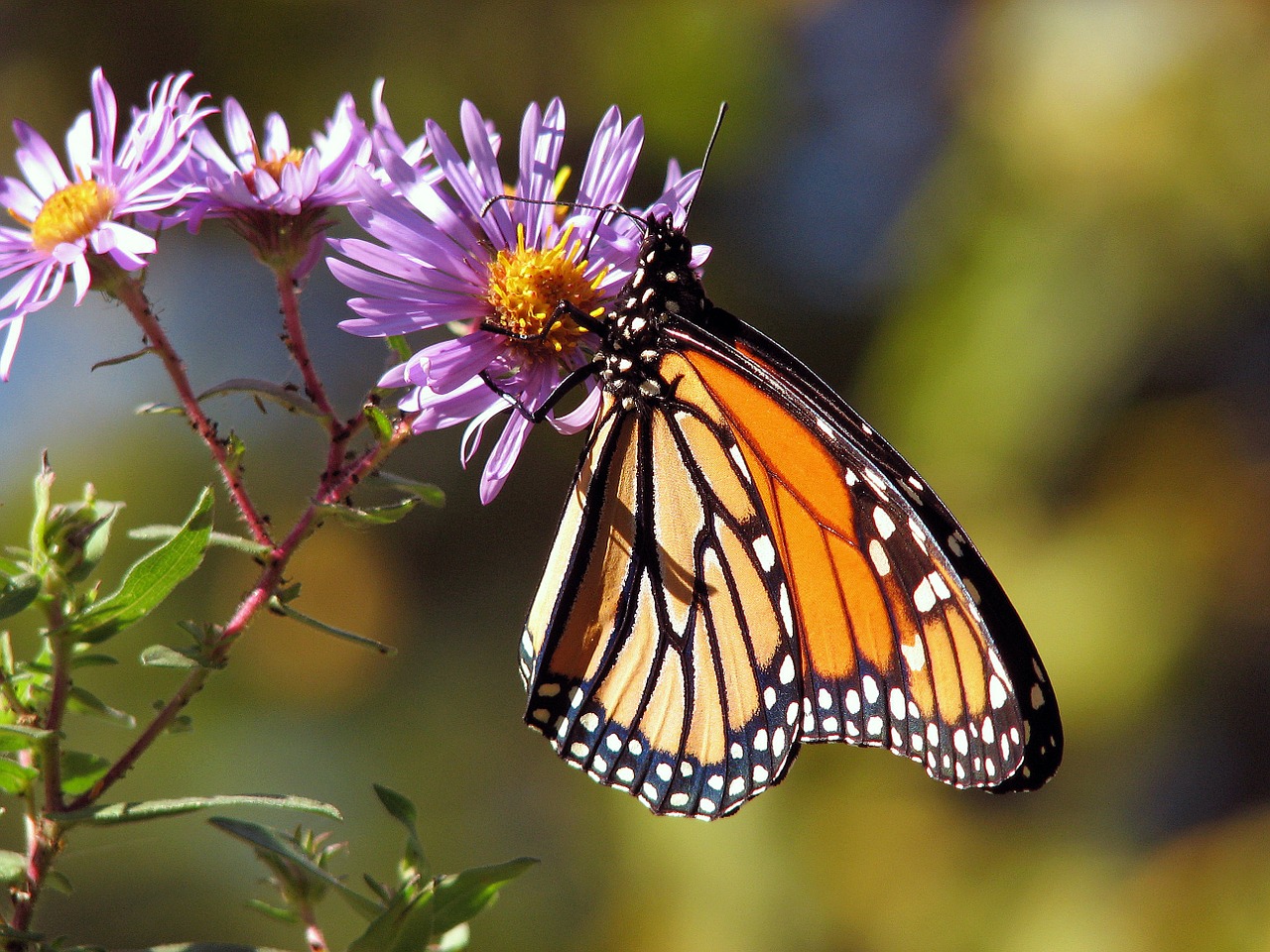 9-monarch-butterflies-facts-more-than-just-migrators-jake-s-nature-blog