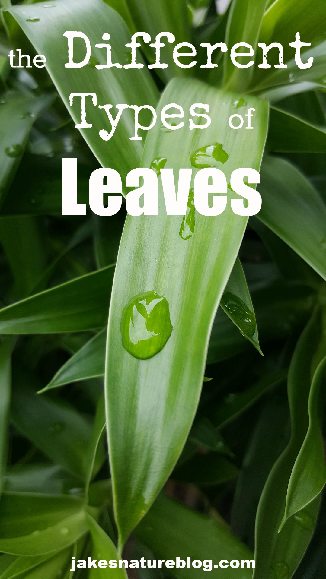 the-different-types-of-leaves