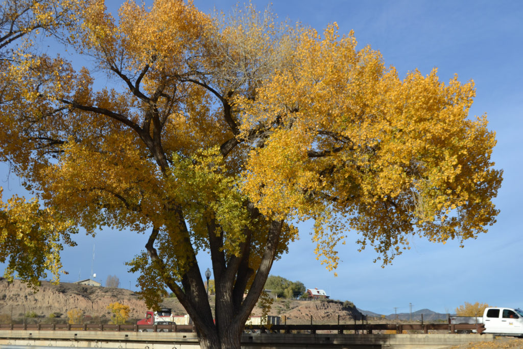 A cottonwood tree along the Colorado River. Photo via Flickr.