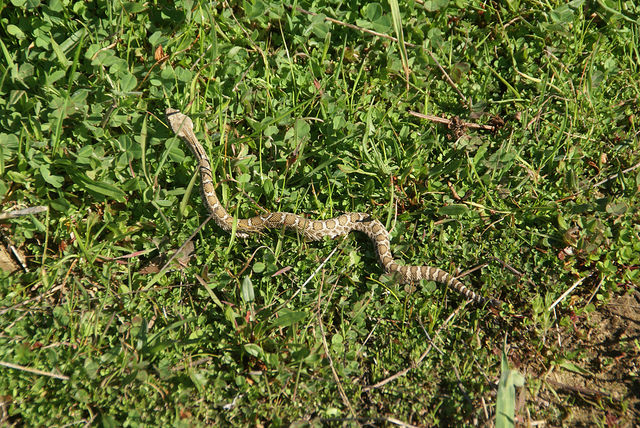 Are Baby Rattlesnakes More Poisonous Than Adults? - Jake's Nature Blog