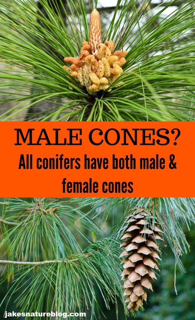 Male Cones Conifers Have Both Male And Female Cones Jakes Nature Blog