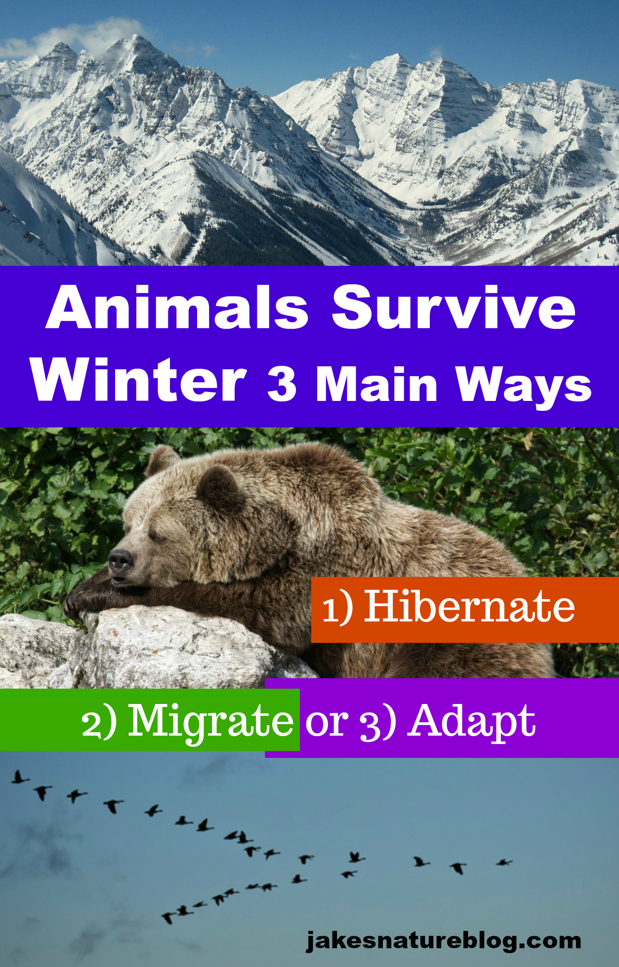 How do Animals Survive the Winter In Rocky Mountains? - Jake's Nature Blog