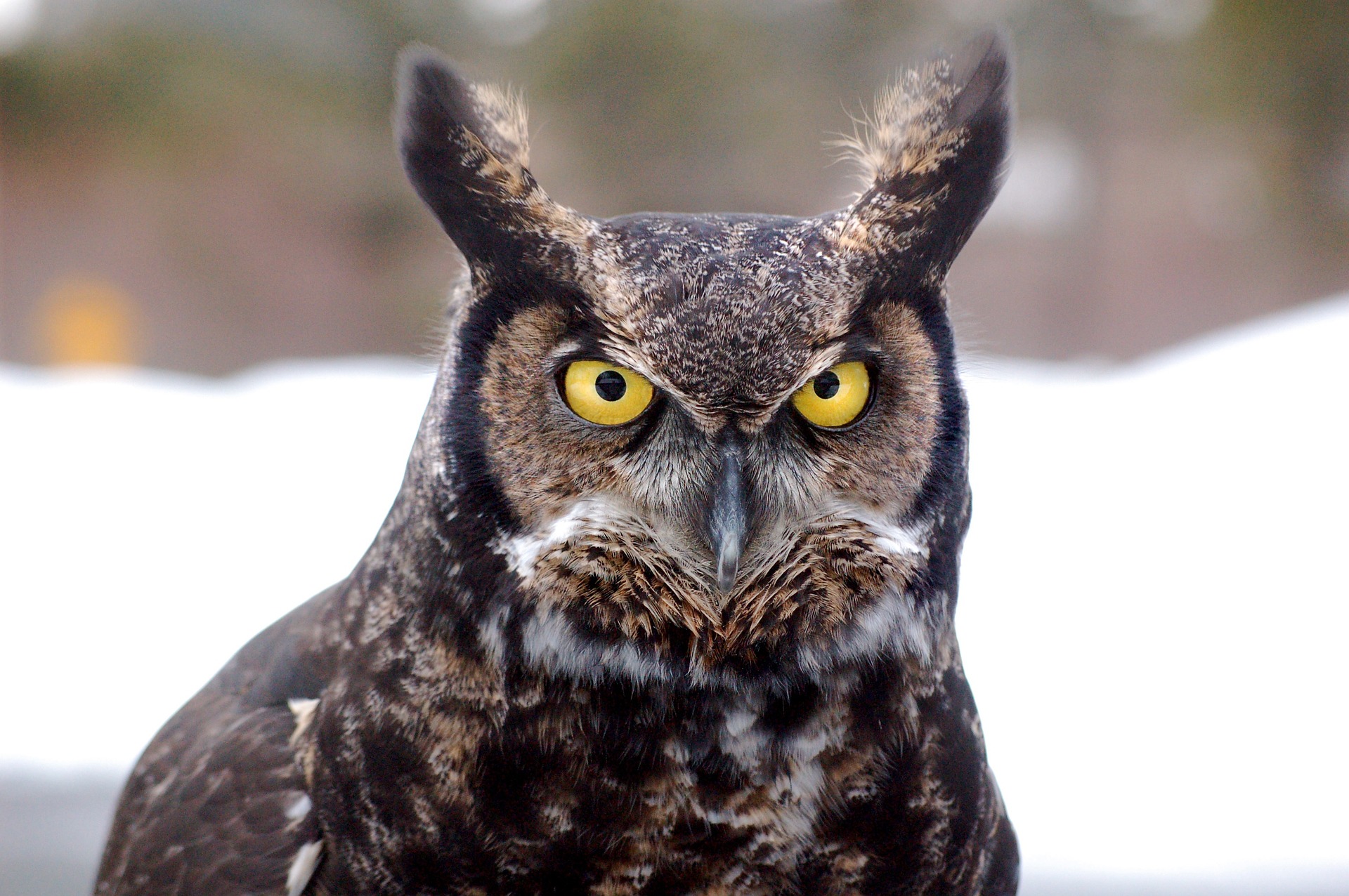 Huge Great Horned Owl