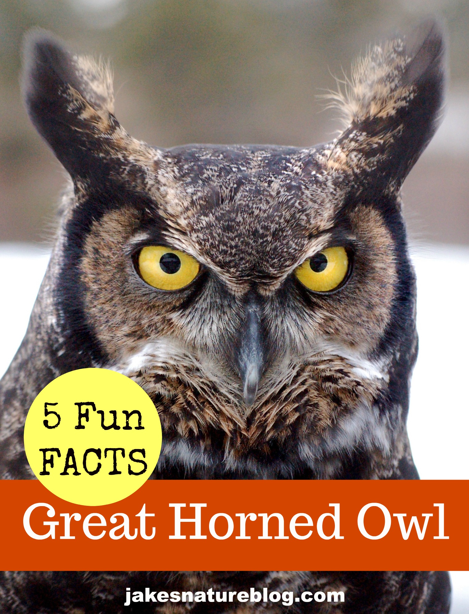 5 Facts About The Great Horned Owl - Including A Winter Baby! - Jake's ...