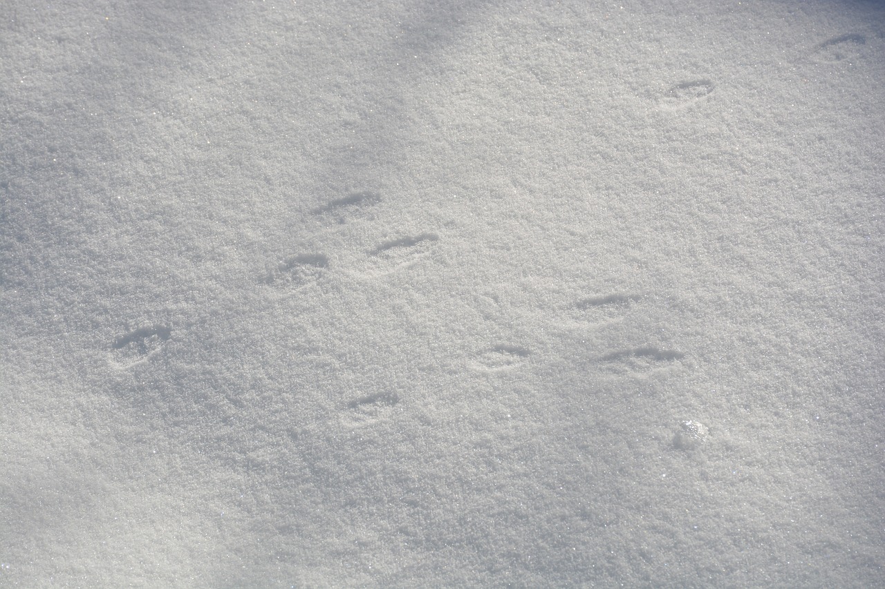 Rabbit vs. Squirrel Tracks In The Snow? How To Distinguish Them - Jake