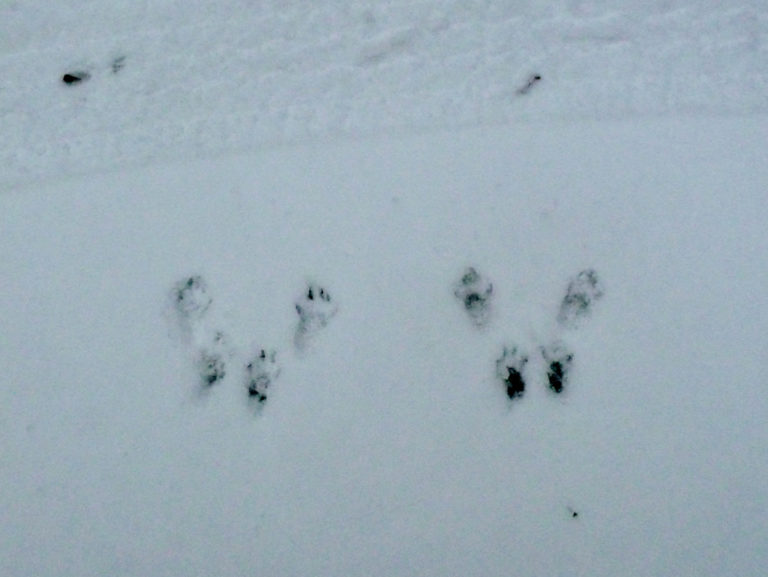 Rabbit vs. Squirrel Tracks In The Snow? How To Distinguish Them - Jake