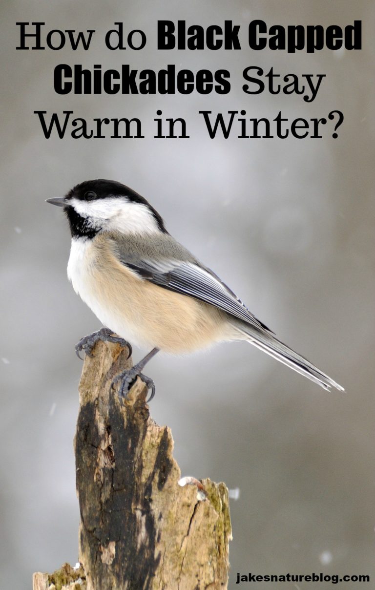 Black Cap Chickadees Have Clever Approach To Survive Winter - Jake's ...