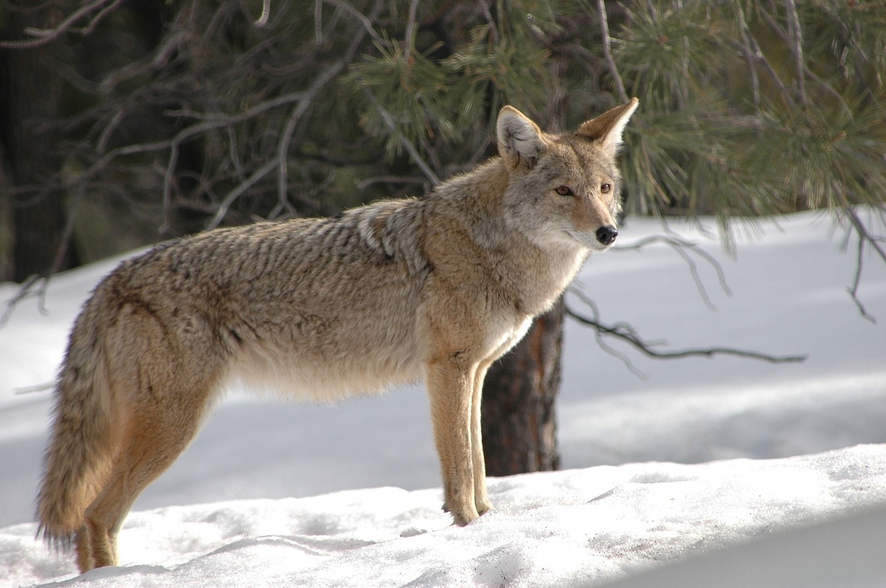 are coyotes nocturnal