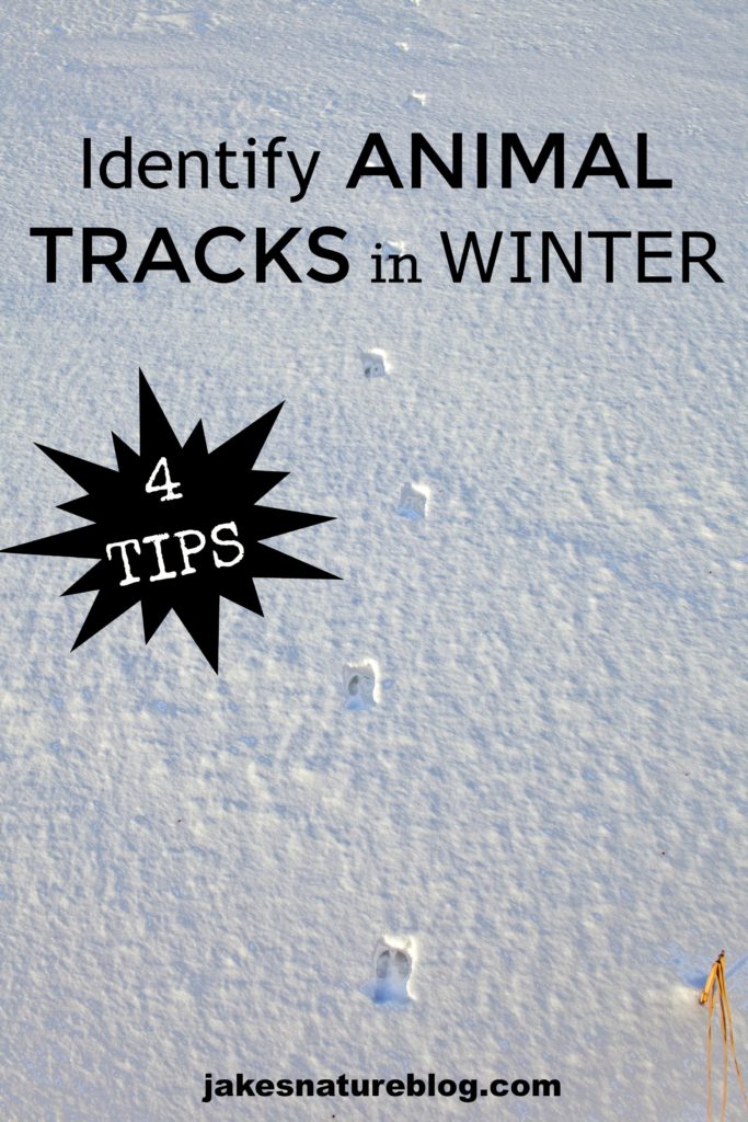 4 Tips To Help Identify Animal Tracks In Winter - Be A Detective ...