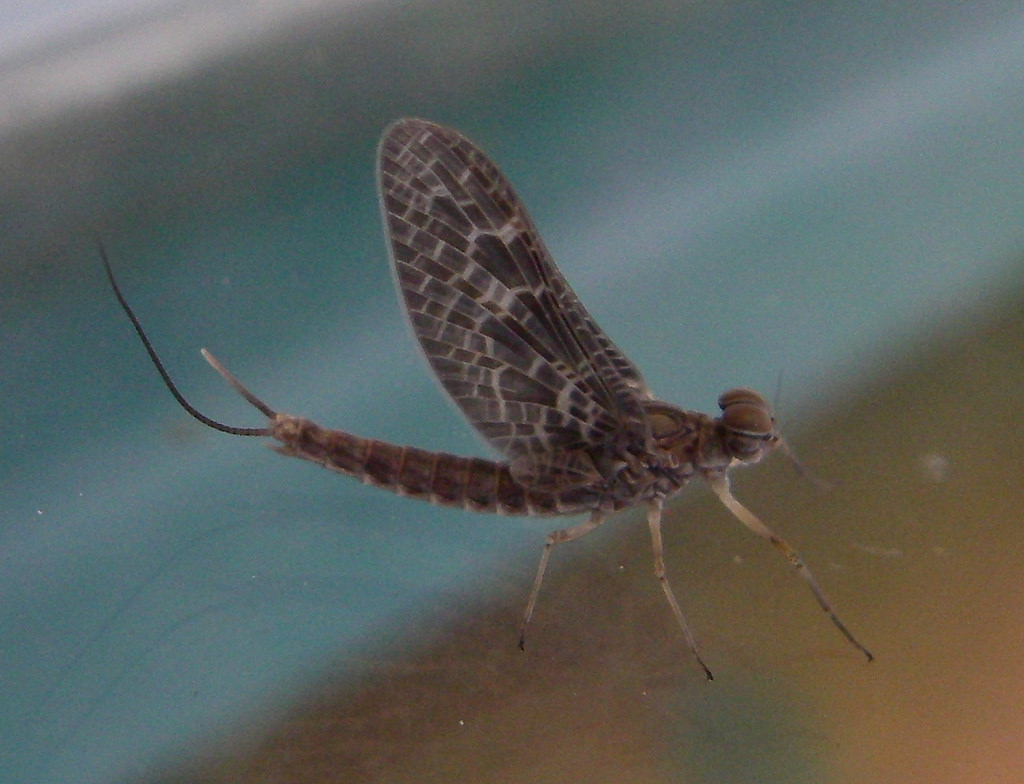 Mayfly Lifecycle Explained For You With A Nice Diagram - Jake's Nature Blog