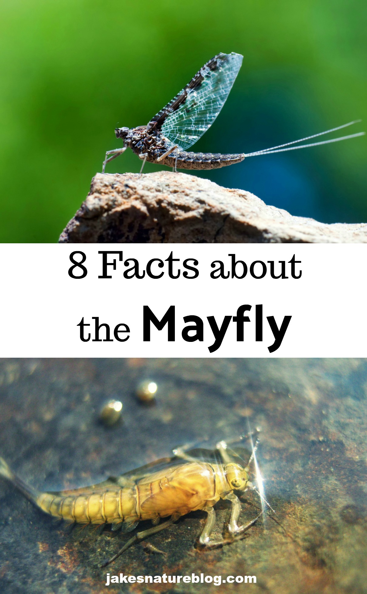 Mayfly 8 Facts About This Aquatic Insect Jake's Nature Blog