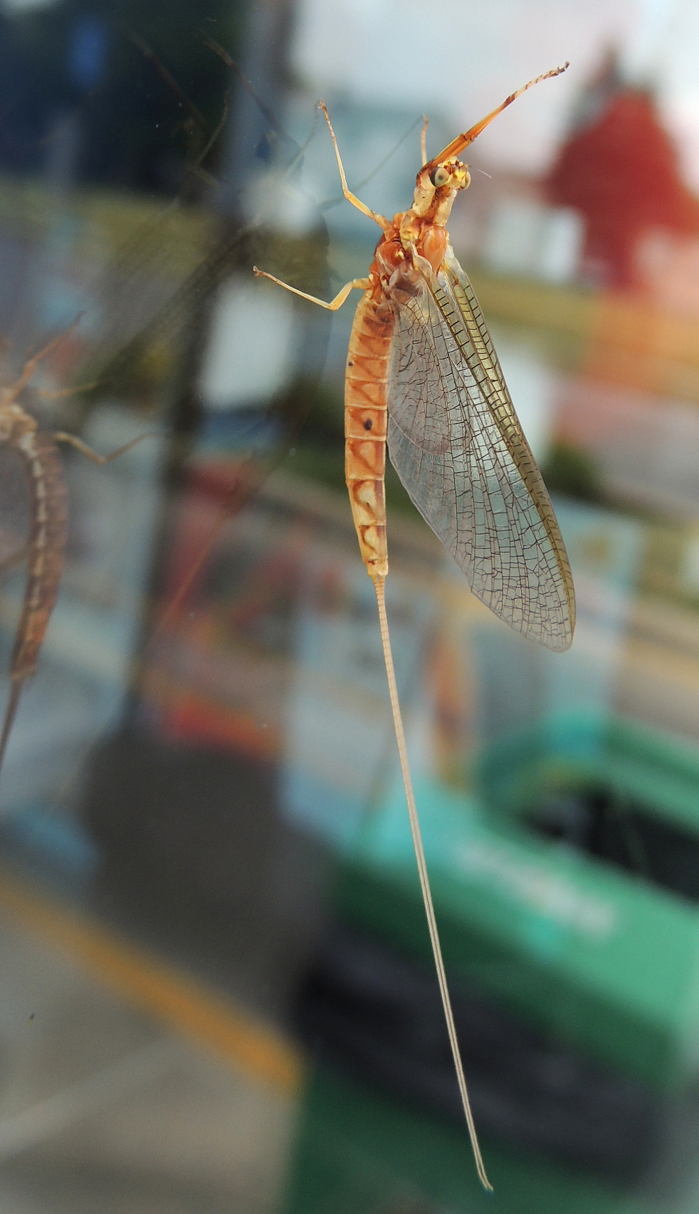 Mayfly Life Cycle Diagram