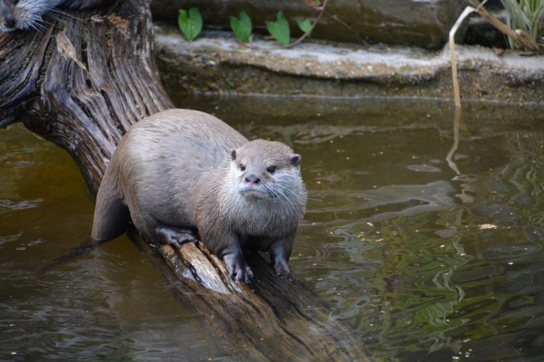 Cathemeral - Not All Animals Are Nocturnal And Diurnal! - Jake's Nature ...