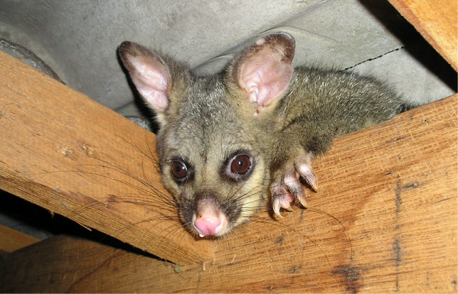 are possums nocturnal