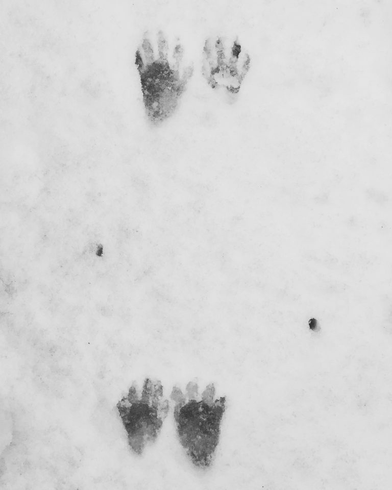 Collection 95+ Images what do raccoon tracks look like in the snow Completed