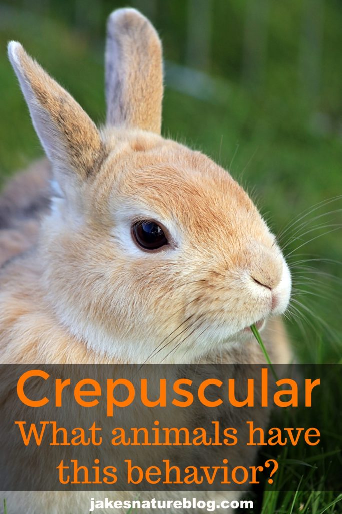 What Animals Are Crepuscular And What Does That Mean? - Jake's Nature Blog