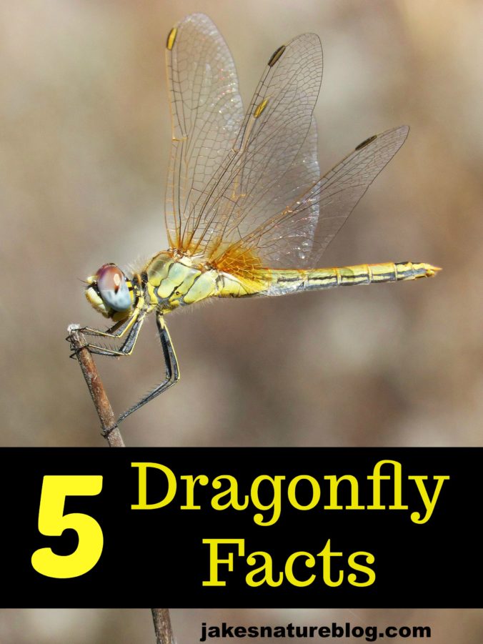 5 Dragonfly Facts