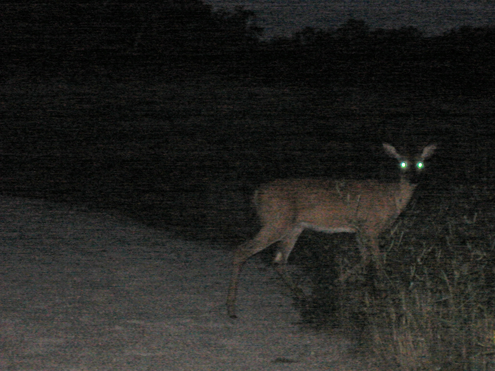 Why Do Animals Eyes Shine At Night? - Jake's Nature Blog