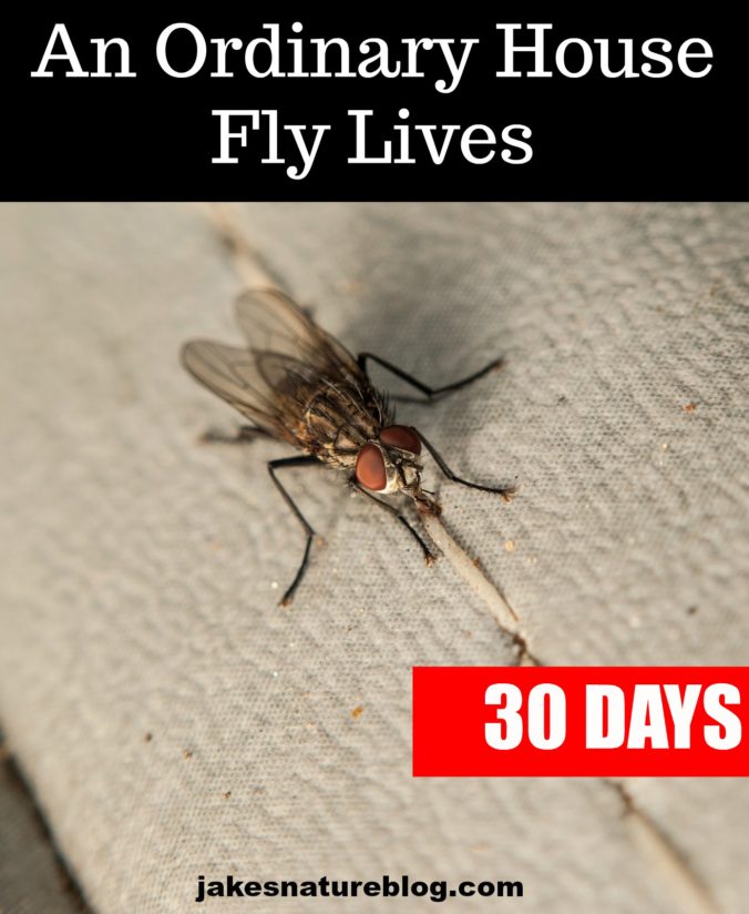 how-long-does-a-house-fly-live-jake-s-nature-blog