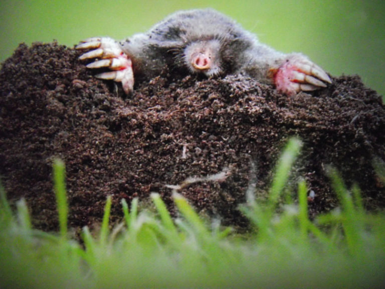 do moles hibernate for winter