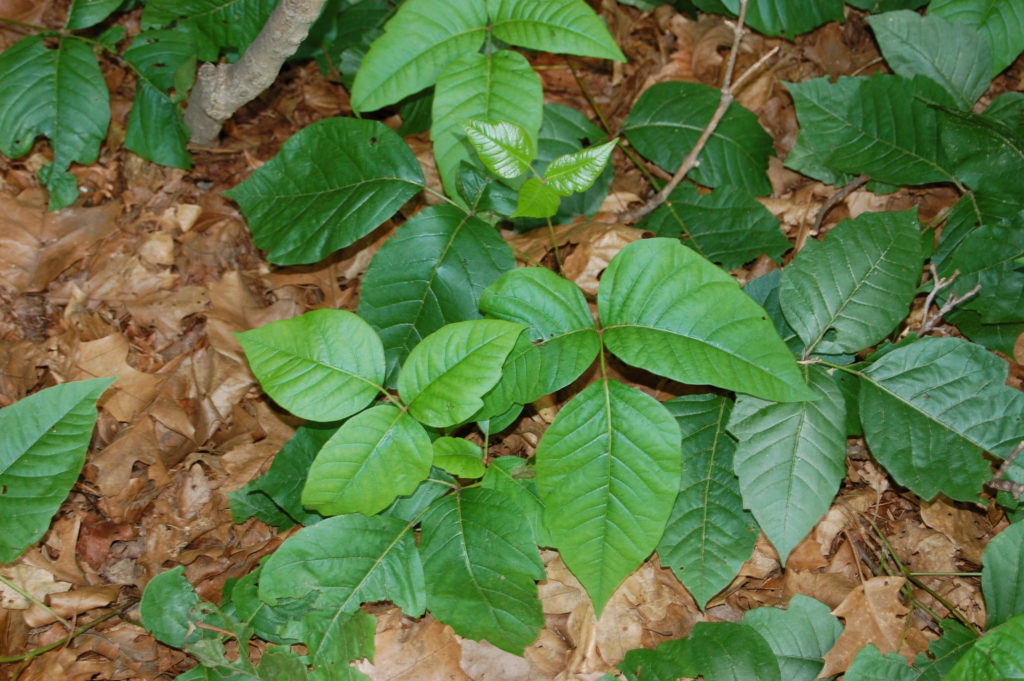 Poison Ivy Treatment - What Should You Do? - Jake's Nature Blog