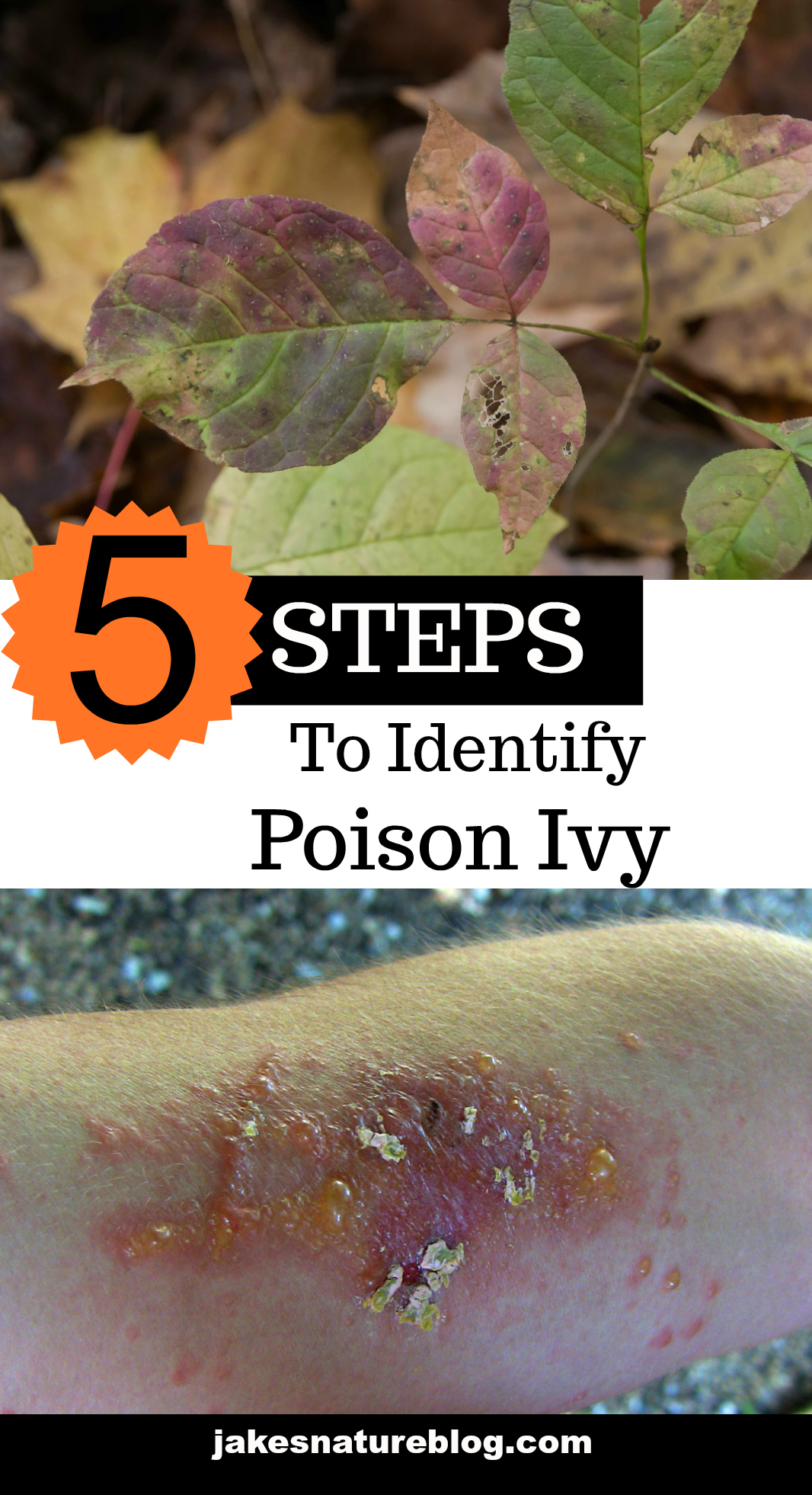 Step 4 To Identify Poison Ivy What Does The Plant Look Like 9220