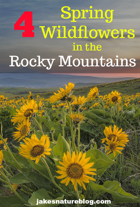 4 Spring Wildflowers In The Rocky Mountains - Jake's Nature Blog