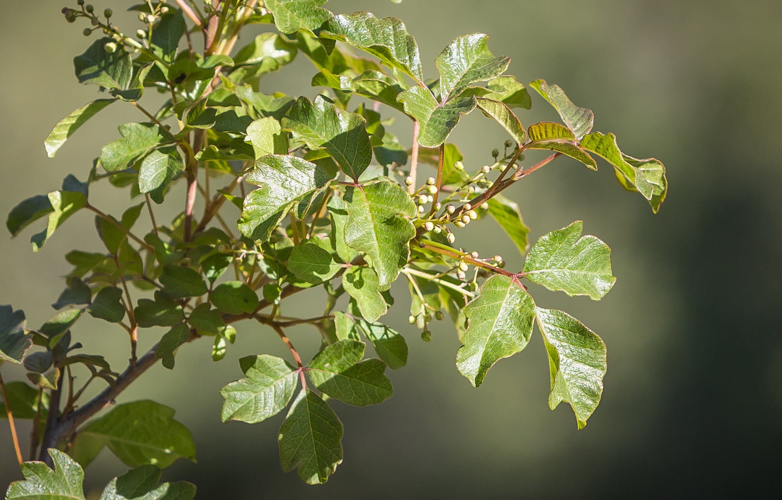 Identify and Treat Poison Oak - Jake's Nature Blog