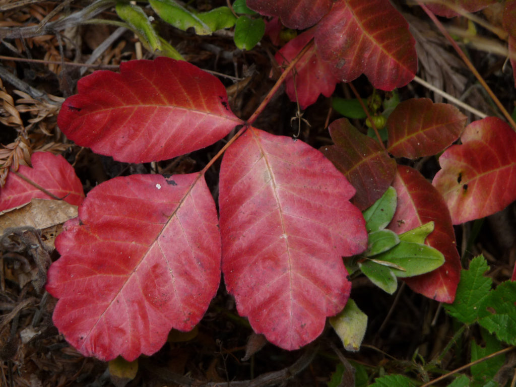 Identify And Treat Poison Oak Jakes Nature Blog 5029