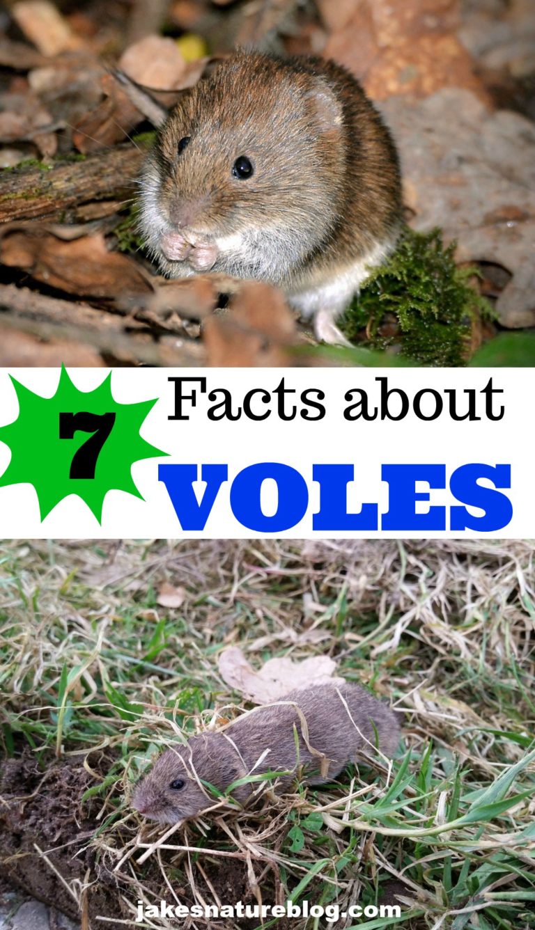 7 Vole Facts Do You Know What A Vole Is? Jake's Nature Blog