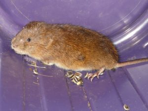 7 Vole Facts - Do You Know What A Vole Is? - Jake's Nature Blog