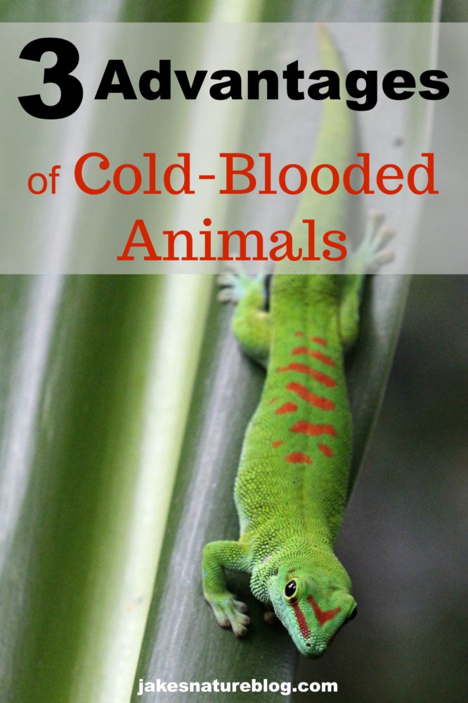 3 Advantages of Cold-Blooded Animals