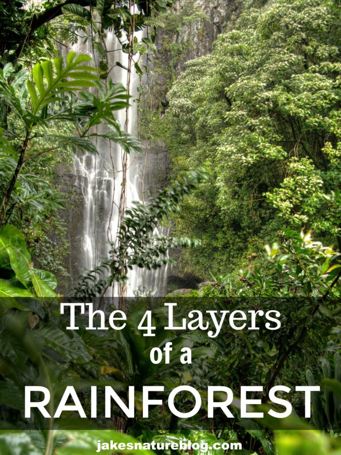 The Rainforest Layers - Do You Know All 4? - Jake's Nature Blog