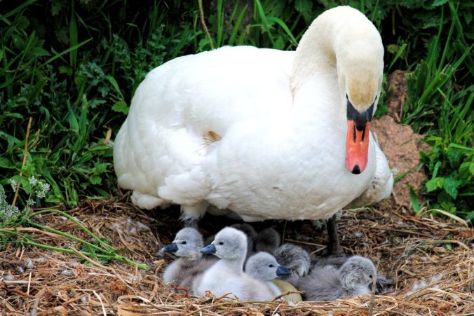 Bird Parents - Different Strategies To Raising Babies - Jake's Nature Blog