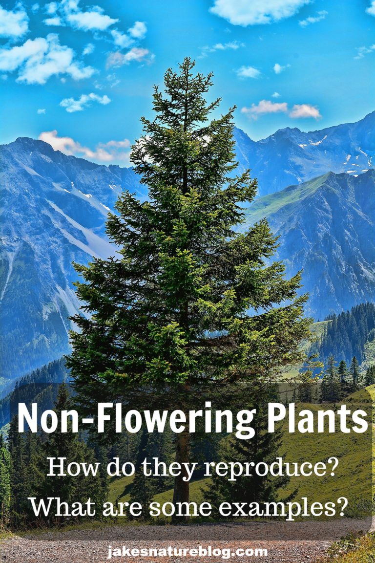 Non - Flowering Plants Are All Around Us - Some Examples - Jake's ...