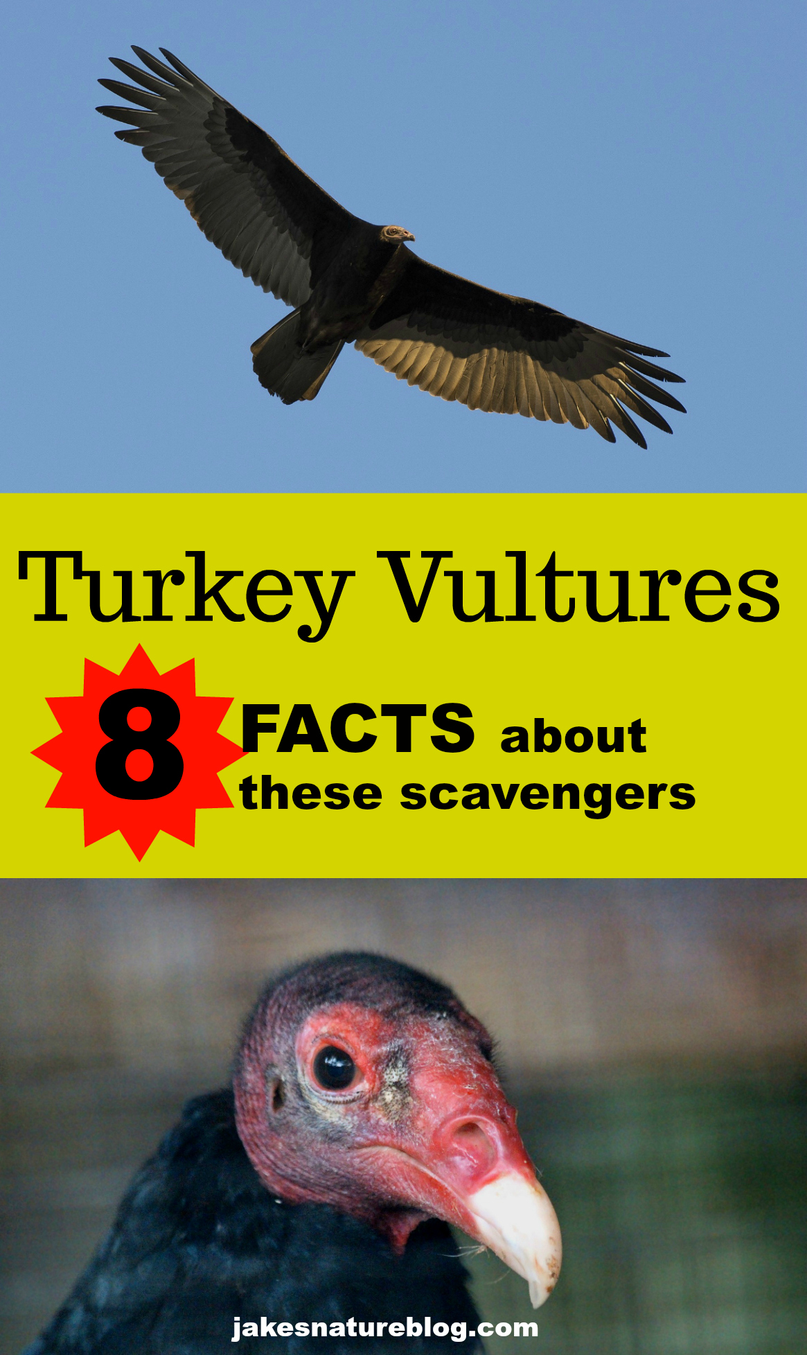 8 Turkey Vulture Facts, Including A Gross Habit! - Jake's Nature Blog