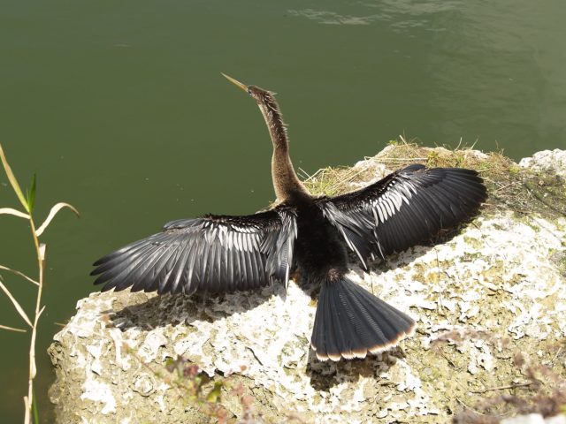 An Anhinga is another bird that swims underwater to catch its food