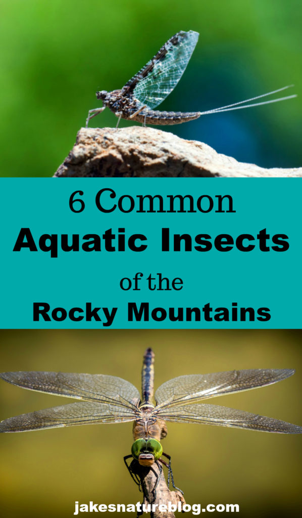 an illustrated guide to the mountain stream insects free download