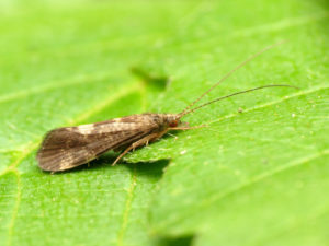 caddisfly