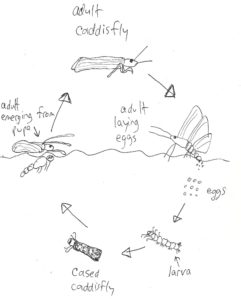 ciclo de vida de caddisfly