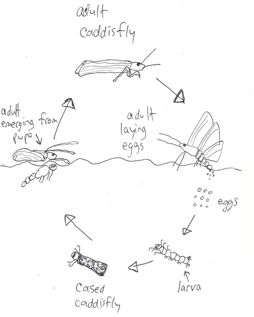 A simple diagram of a caddisfly lifecycle.