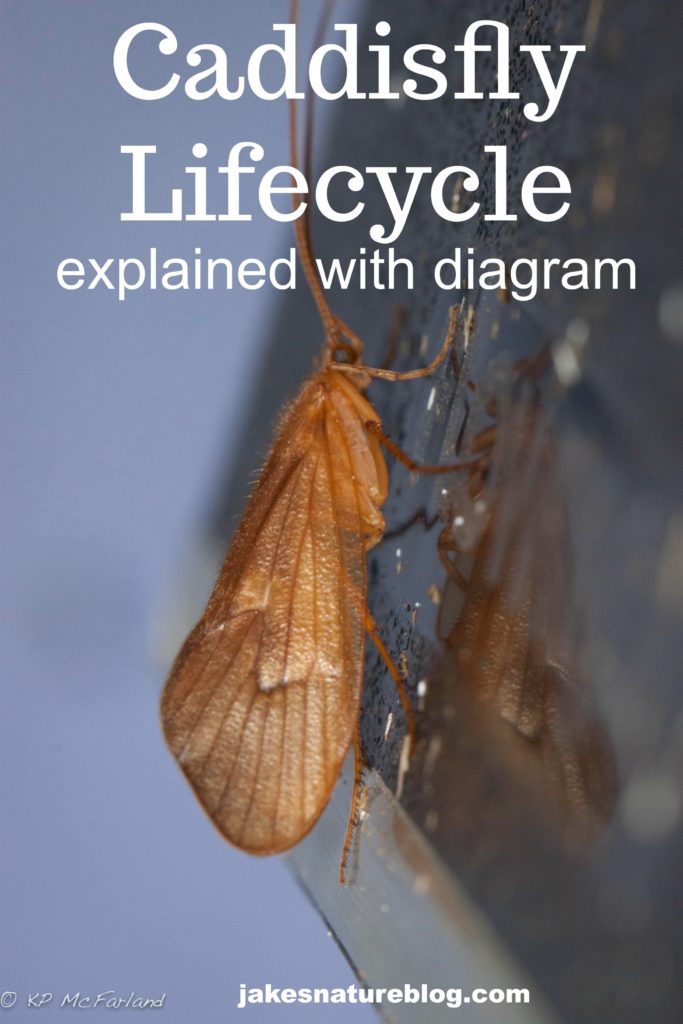 Caddisfly Lifecycle (with Diagram) - Cool Water Bug - Jake's Nature Blog