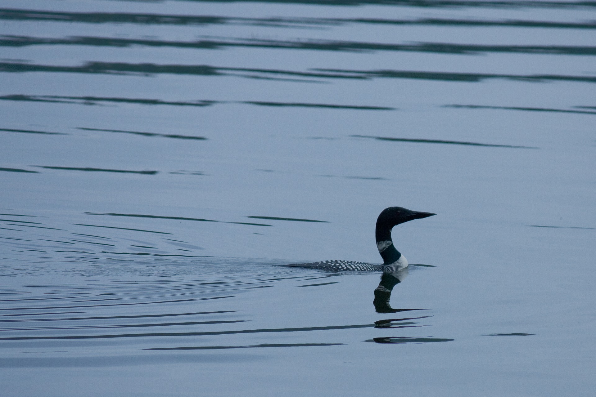 What Birds Swim Underwater? More Than You'd Think! - Jake's Nature Blog