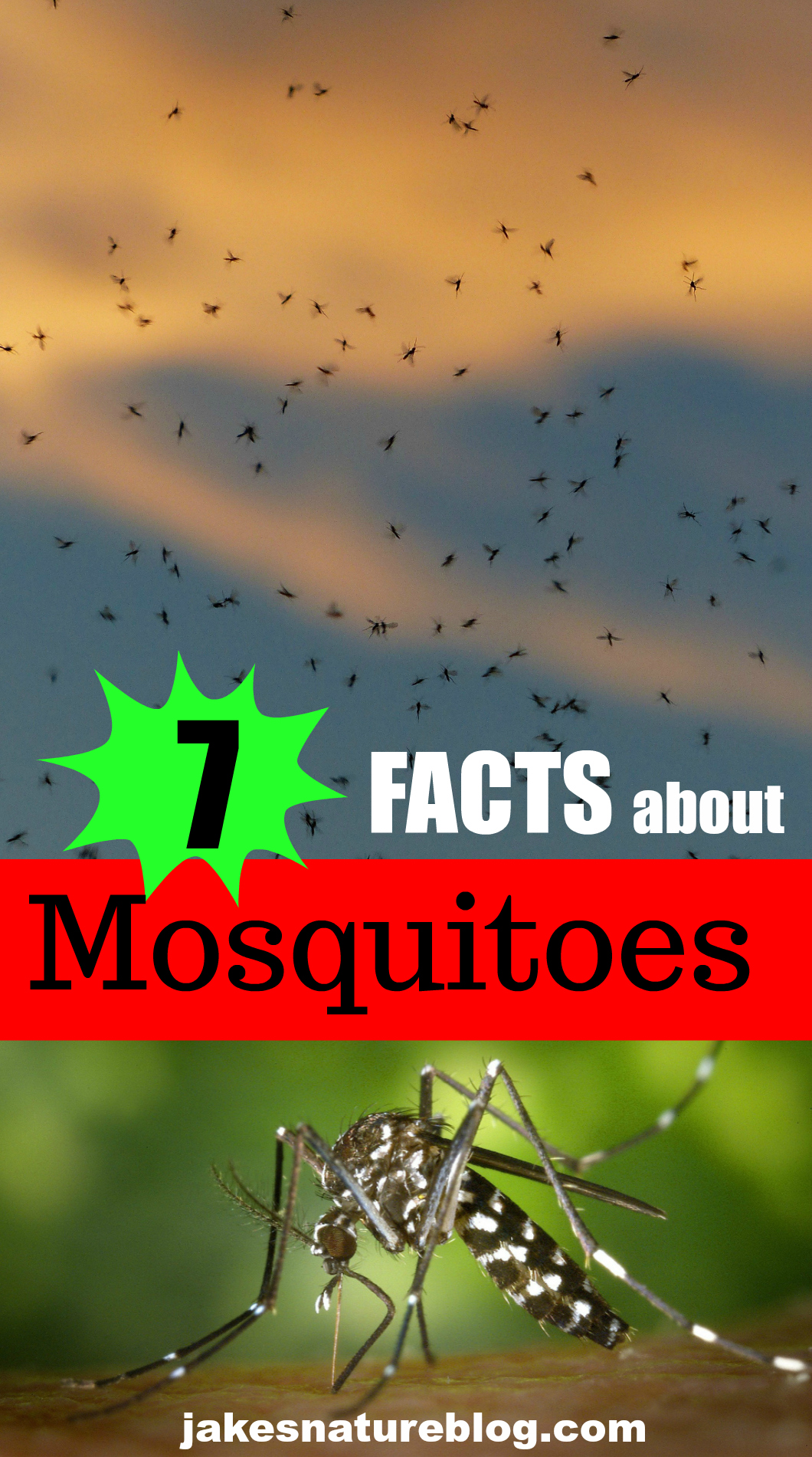 7 Mosquito Facts Including Why They Bite Jakes Nature Blog 5712