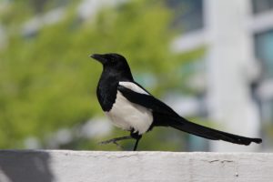 What Are Songbirds? Definition And Common Songbirds - Jake's Nature Blog