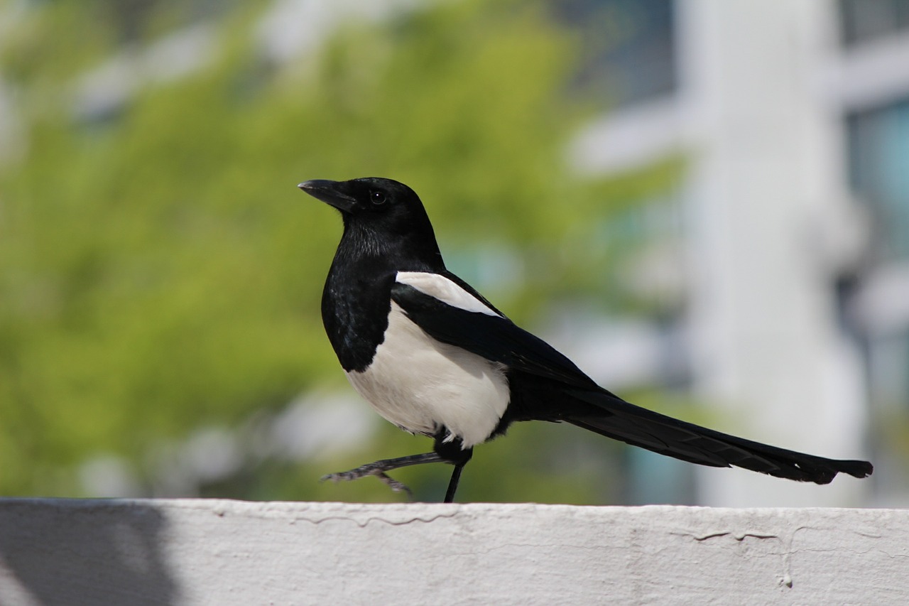 our-favorite-southern-songbirds-birds-of-georgia-red-breasted-bird