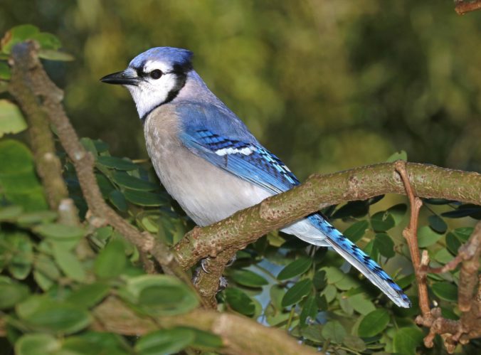 blue jay songbird